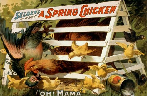 Spring Chicken