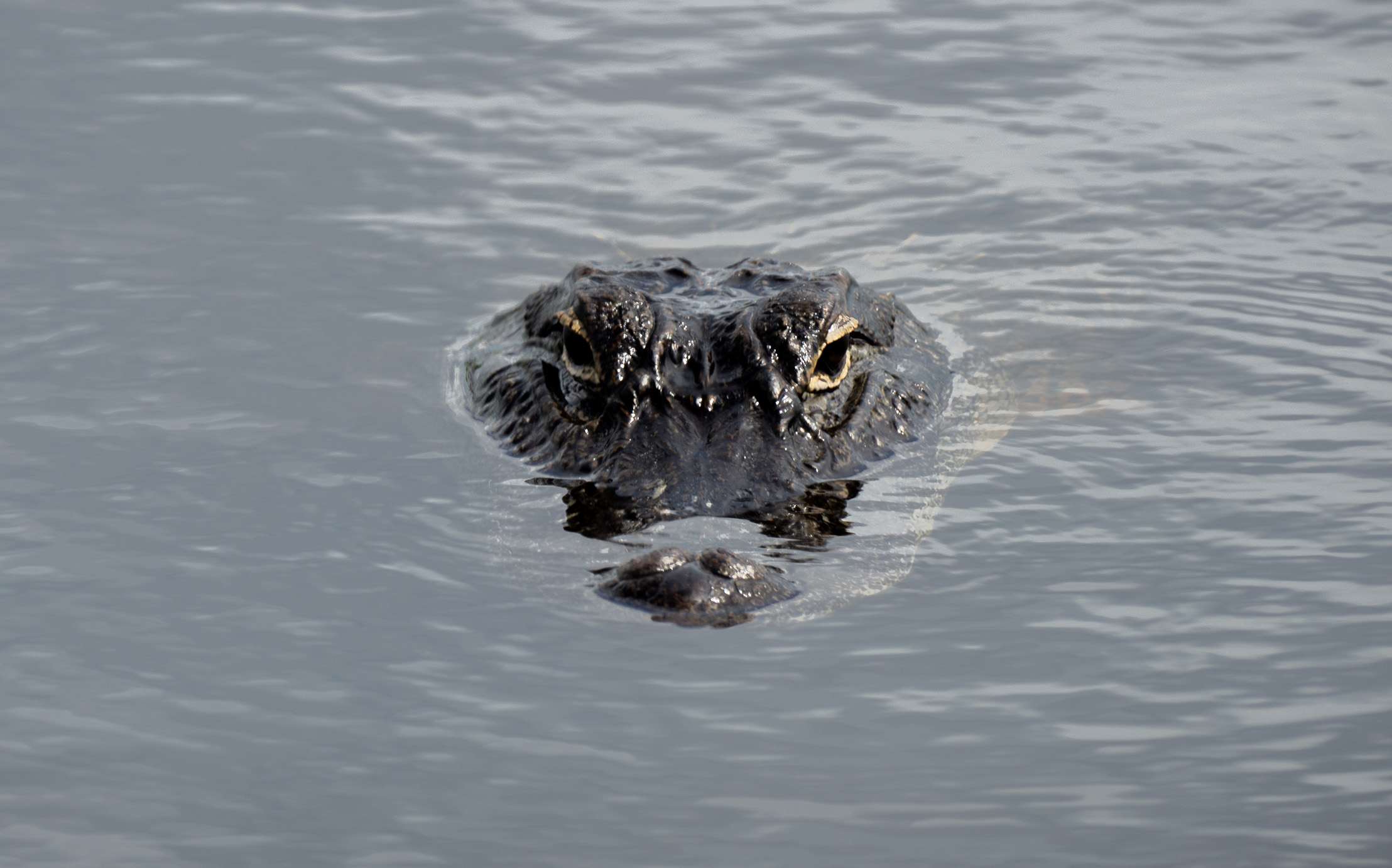 Alligator face peaking above the water