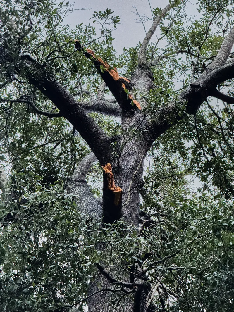 Oak tree damaged by hurricane Milton