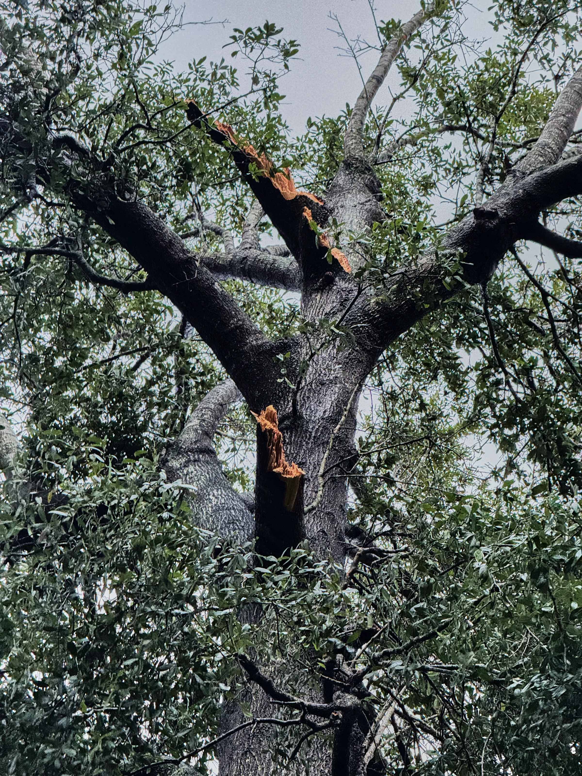 Oak tree damaged by hurricane Milton